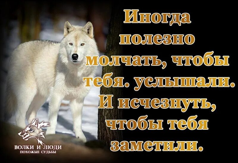 С волками жить все. С волками жить по Волчьи выть. С волками жить по Волчьи выть картинки со смыслом. Поговорка с волками жить по Волчьи выть. С волками жить по Волчьи.