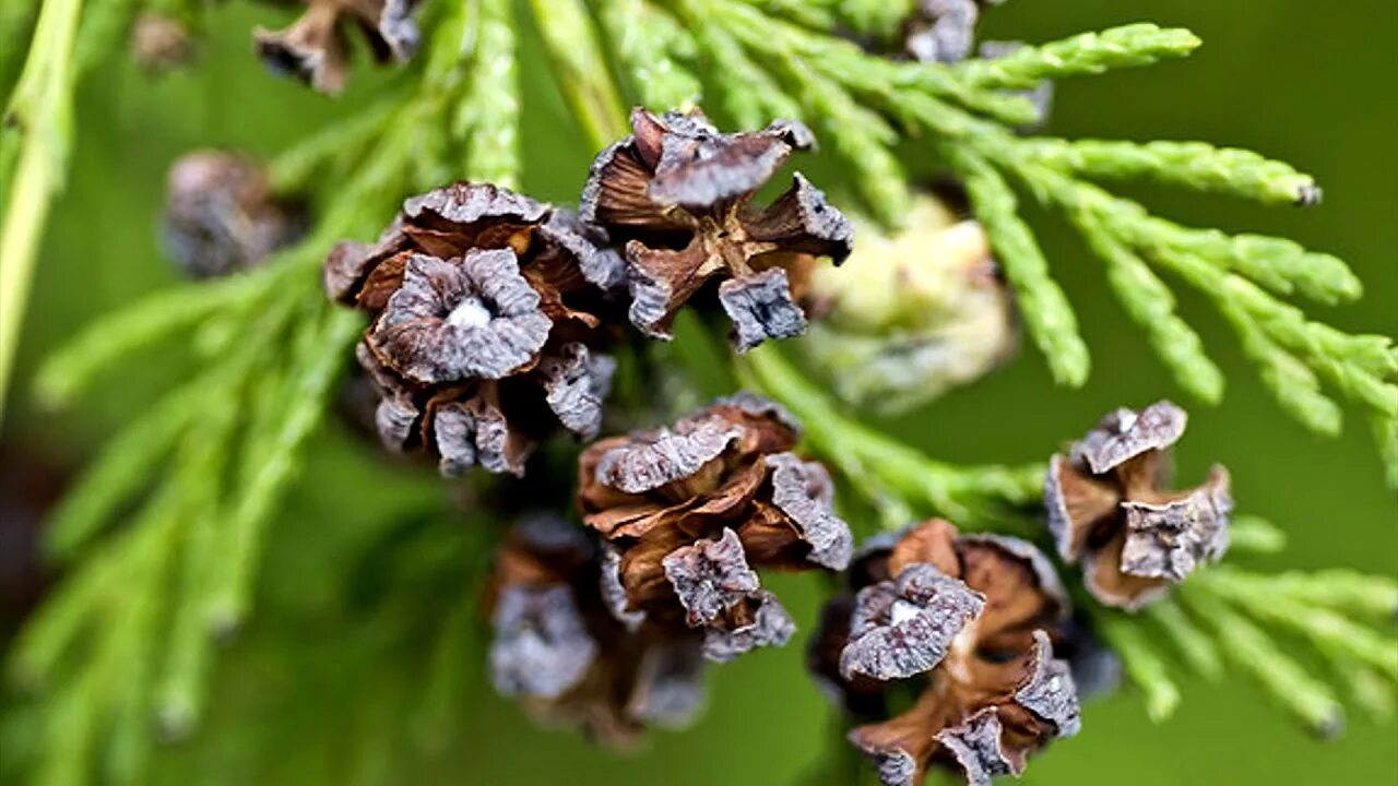 Кипарис cupressus sempervirens. Кипарисовик шишки. Шишкоягоды кипариса. Кипарис вечнозеленый (cupressus sempervirens). Кипарис вечнозеленый шишка.