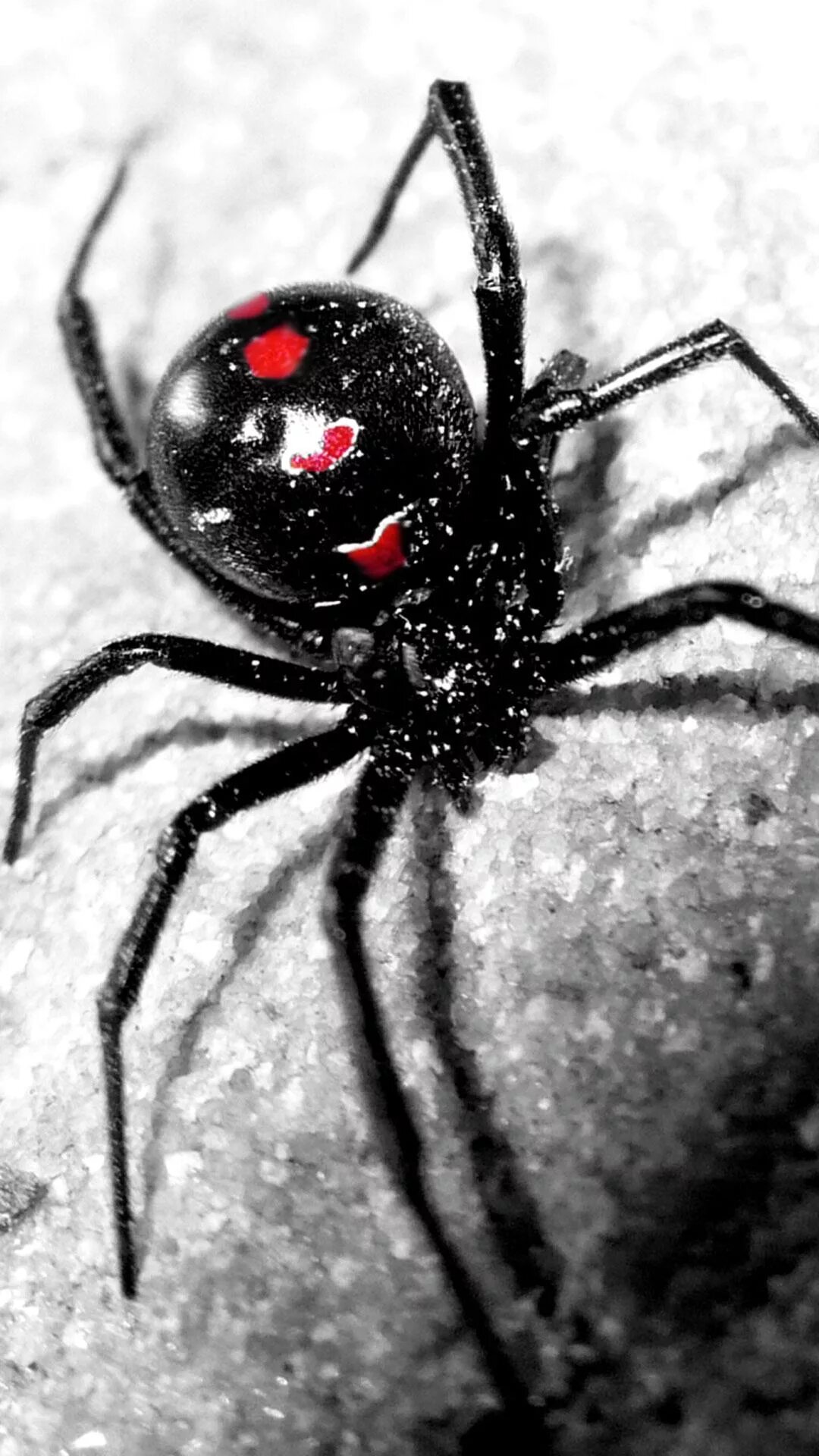 Черный паук хорошо. Черная вдова паук. Latrodectus mactans чёрная вдова. Чёрная вдова паук кокон. Каракурт черная вдова.