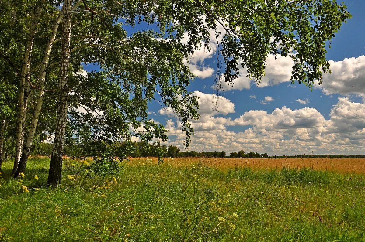 Картинки родная природа. Сибирские просторы Кандинка. Россия Русь Березки тополя. Удмуртия Холмистая равнина. Россия Русь Березки поля.