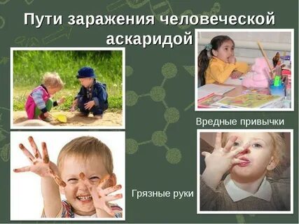 Для предотвращения заражения аскаридозом необходимо