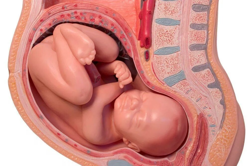 9 месяц беременности роды. Расположеник ребёнка в утробе. Расположение ребенка в утробе. Расположение ребенка в животе.