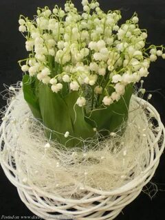 Ландыши ландыши первый букет