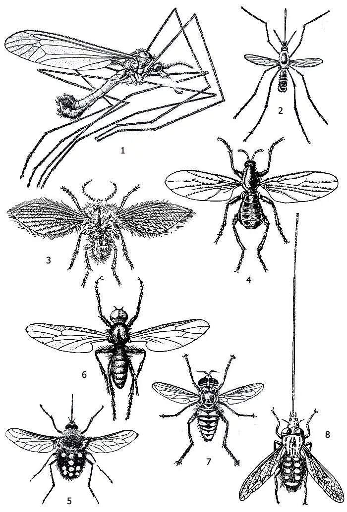 Кровососущие насекомые комары. Длинноусые Двукрылые представители. Двукрылые кровососущие. Двукрылые мошки.