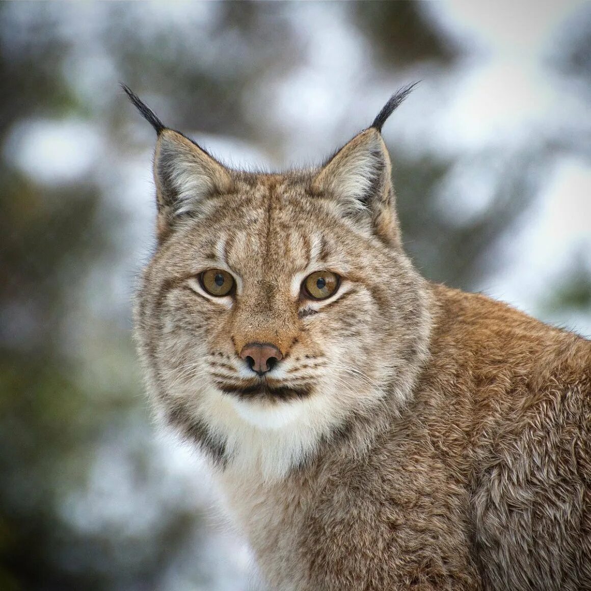 Рысь водится в тайге. Рысь - Lynx Lynx (Linnaeus, 1758). Среднеазиатская Рысь. Рысь в тайге. Сибирская Рысь.