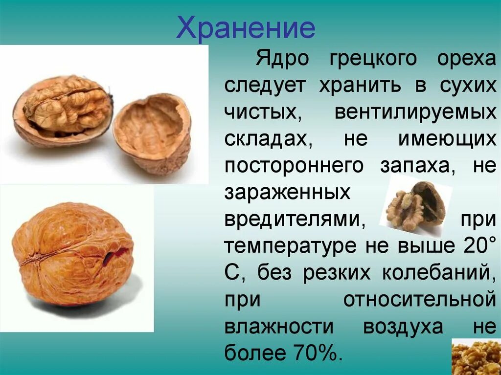 Слова что орехи без ядра. Ядро грецкого ореха. Ядрышко грецкого ореха. Семя грецкого ореха. Ядра орехов.