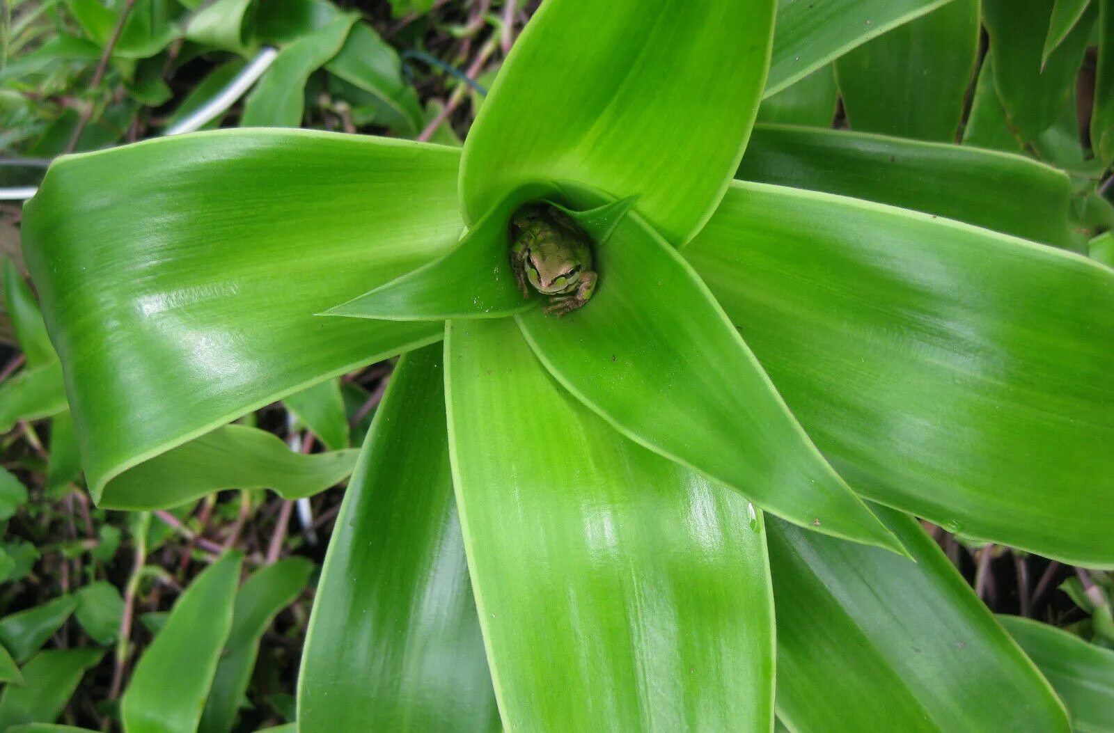 каллизия душистая золотой ус. золотой ус можно. цветок золотой ус стрела. каллизия душистая золотой ус вариегата. каллизия золотой ус цветок.