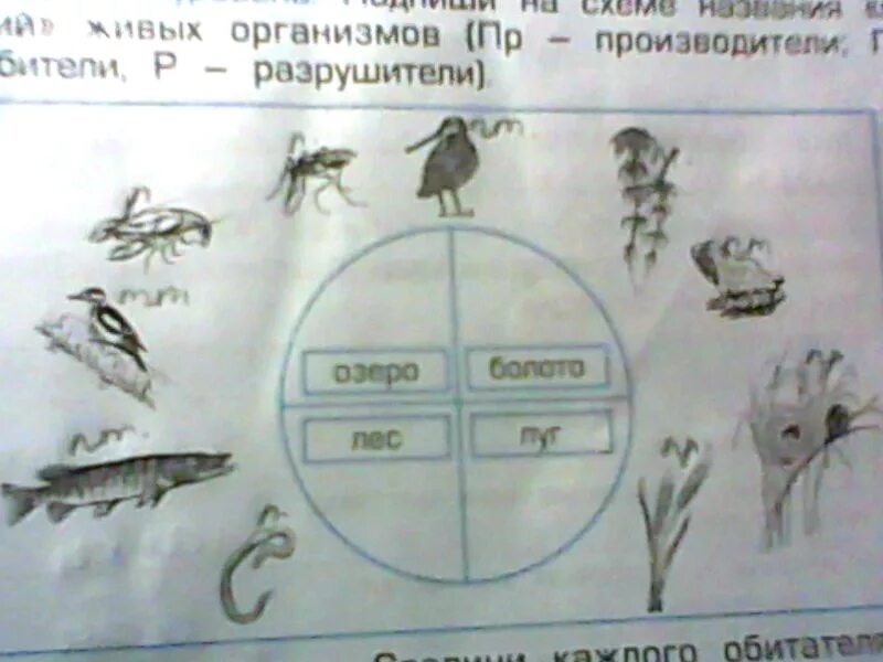 Соедини стрелками изображения способов добычи. Профессии живых организмов 3 класс. Назовите три основные «профессии» живых существ.. Рассмотри рисунки живых организмов болот покажи стрелками. Профессии живых организмов 3 класс окружающий.