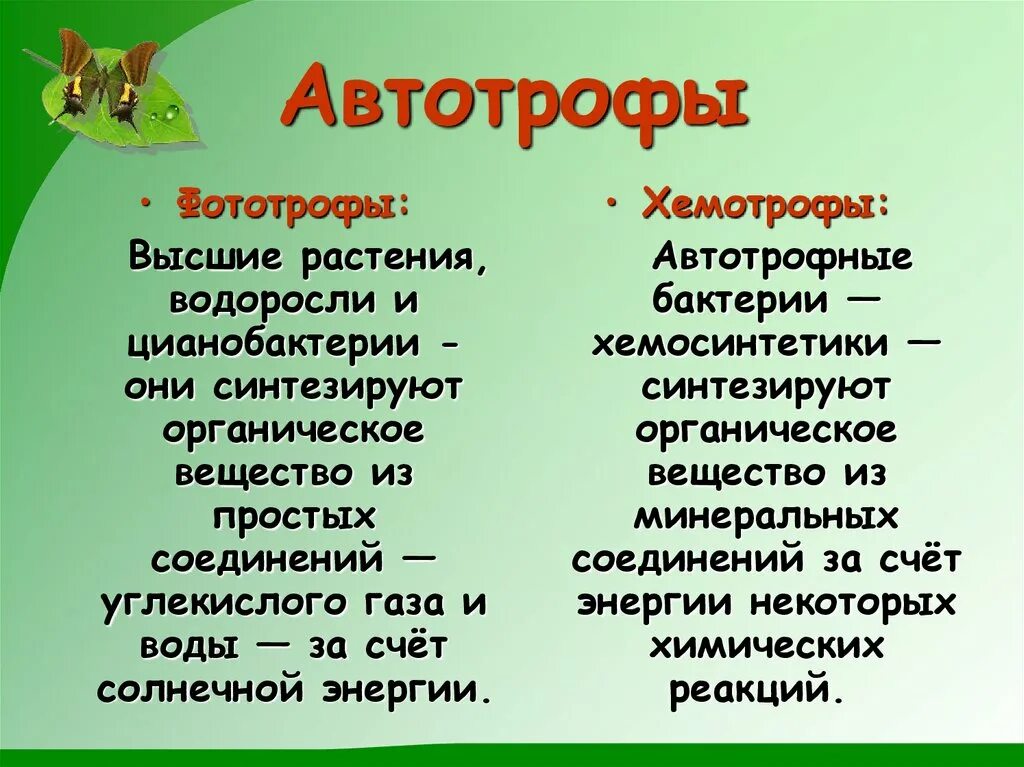 Автотрофы хемотрофы. Автотрофы фототрофы. Автотрофы гетеротрофы хемотрофы. Автотрофы это в биологии кратко. Автотрофы что это