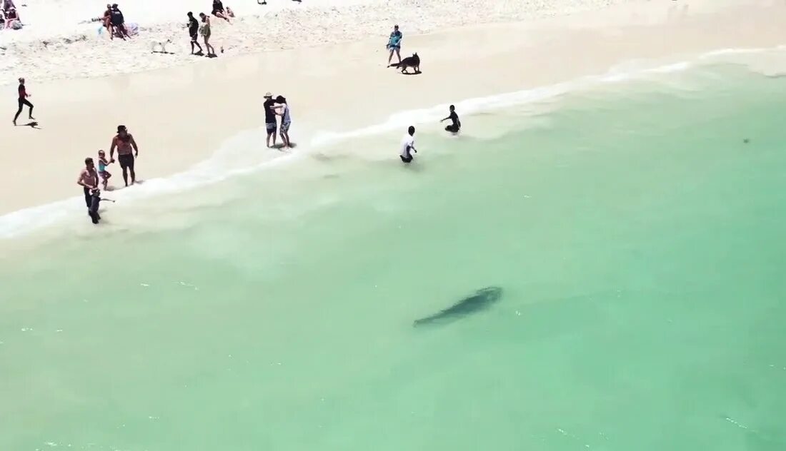 Огромная акула приплыла на пляж в Израиле. Игра на ватрушке плывеет и акула атакует. Заметила на пляже