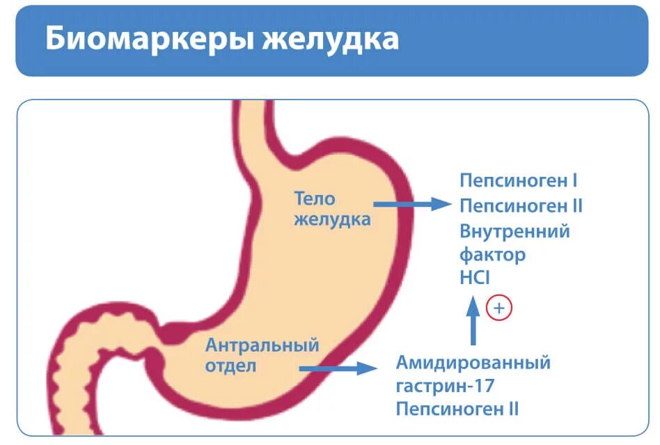 Кислотность желудка по крови определить. Анализа крови на пепсиноген i, пепсиноген II И гастрин-17. Гастрин пепсиноген. Гастрин пепсин пепсиноген. Гастропанель.