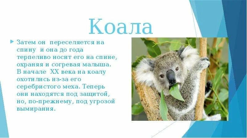 Коала сообщение 7 класс. Коала интересное для детей. факты о коалах. коала информация для детей. коала интересные факты.