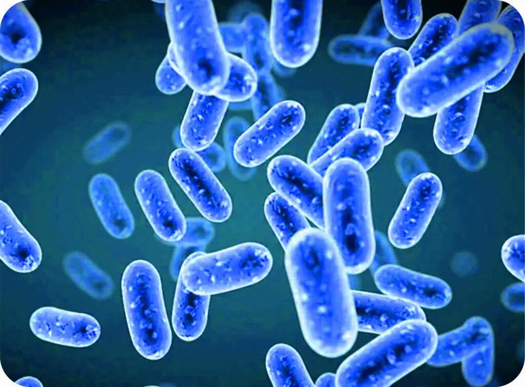 Бифидобактерии 5. Бифидобактерии лонгум. Молочнокислые бактерии лактобациллы. Bifidobacterium bifidum морфология. Микробиота бифидобактерии.
