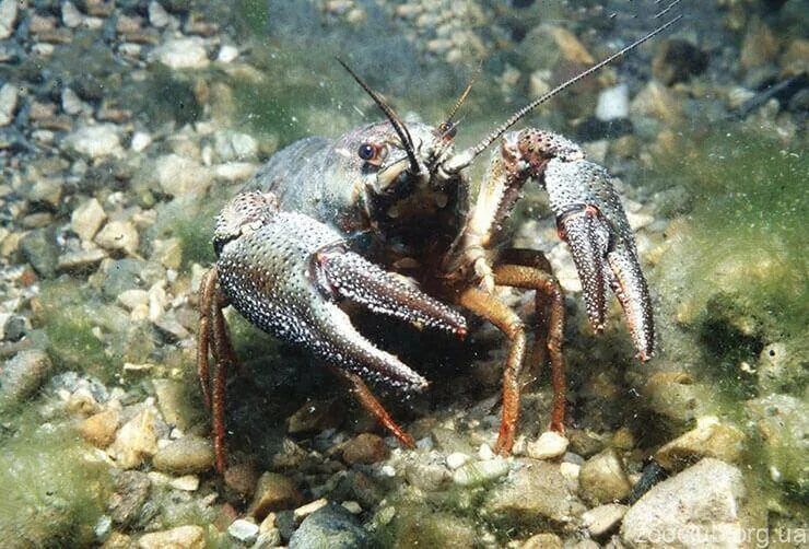 Речные раки обитают. Широкопалый Речной. Рачья Печура что это. Cherubins Crayfish. Misol Island Crayfish.