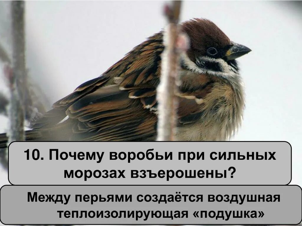 Почему воробьи маленькие. Нахохлившийся воробей. почему воробьи. взъерошенный воробей зимой. воробей сильный.
