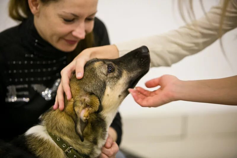 Помощь животным оренбург. Маркирование животных. Чипированные собаки Оренбург. Бездомные животные в Оренбурге.