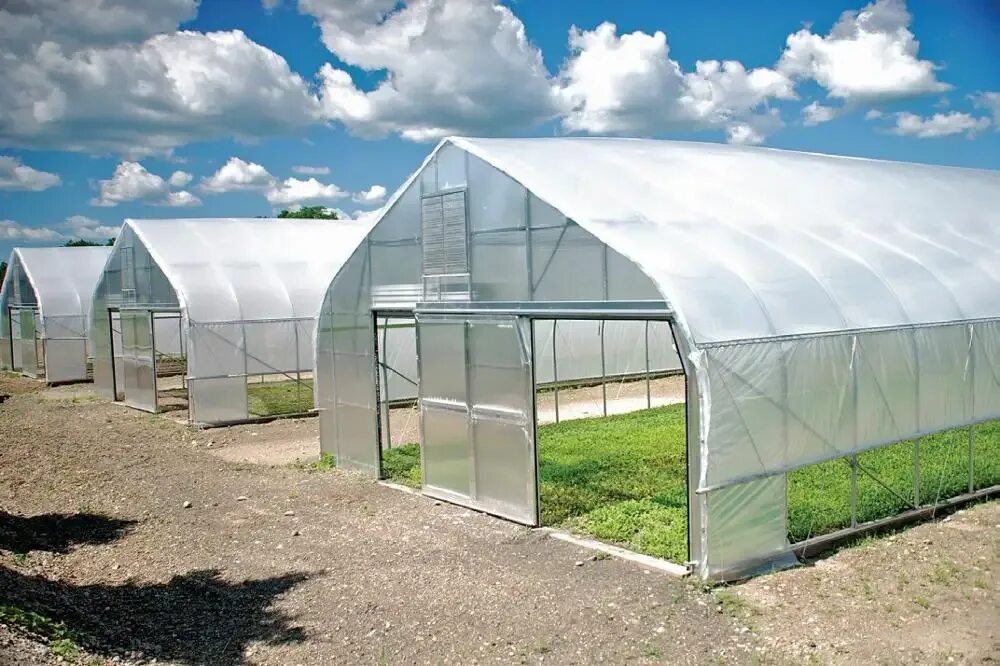 Теплица Светлица 6 м. Теплица 3х4 м пленка 135г/м2 big Walkin Greenhouse. Плёнка Светлица для теплиц. Теплица пленочная Светлица. Полиэтиленовая теплица купить