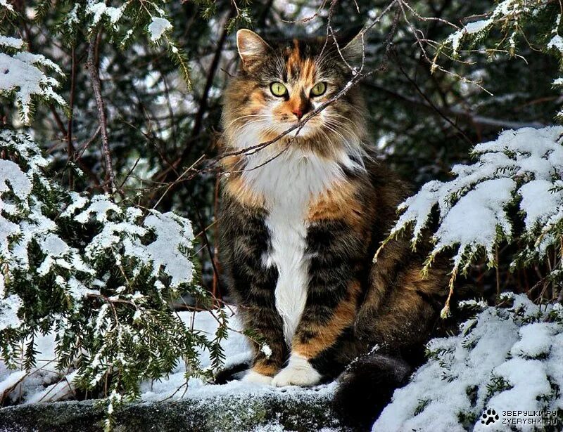 Сибирский Лесной кот. Норвежский Лесной кот. Рысь Лесная кошка. Кот в лесу. Пестрая зима