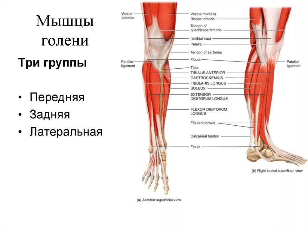 Также на внутренней части. Мышцы голени анатомия задняя латеральная. Анатомия мышц голени передняя группа. Мышцы голени анатомия передняя и задняя группа. Анатомия голени и стопы человека мышцы.