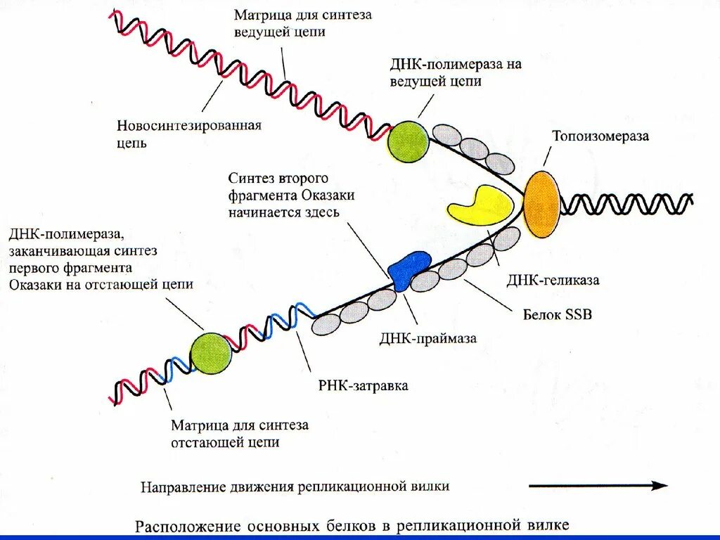 Матрицей является цепь днк. Реакции матричного синтеза схема Синтез белка. ДНК полимераза репликация ДНК. Синтез РНК затравок праймазой в репликативной вилке. Синтеза белка ДНК схема.