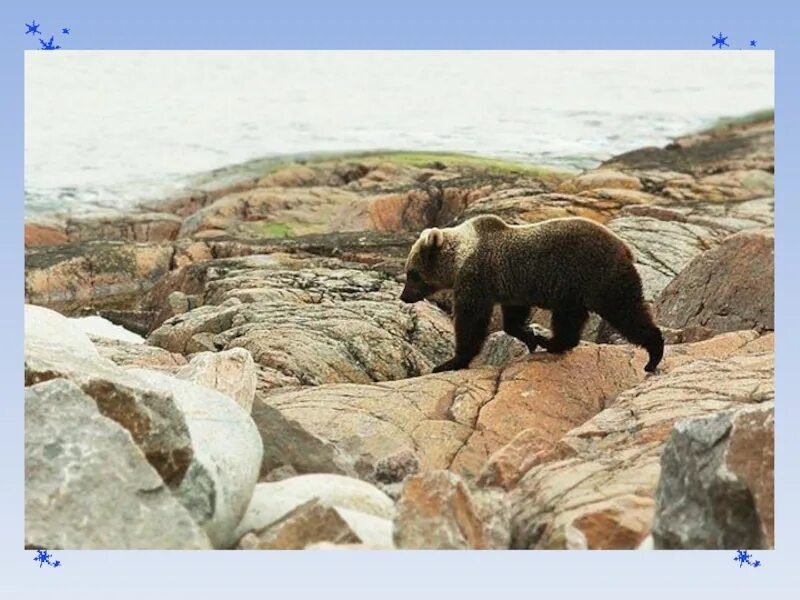 Охота на медведя на кольском полуострове. Бурый медведь кольский полуостров. кольский полуостров медведи. бурый медведь в тундре. медведи на полуострове рыбачий.