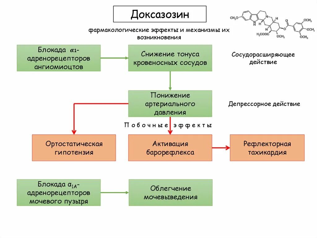 Доксазозин относится к группе. Доксазозин фармакологические эффекты. Доксазозин механизм действия. Доксазозин механизм действия фармакология. Доксазозин фарм группа.