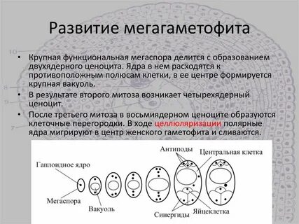 Мегаспора хромосомный набор
