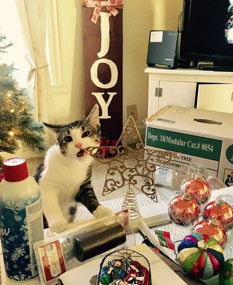 Кот празднует новый год. Новогодний котик. кот новый год. коты празднуют новый год. кот новый год прикол.
