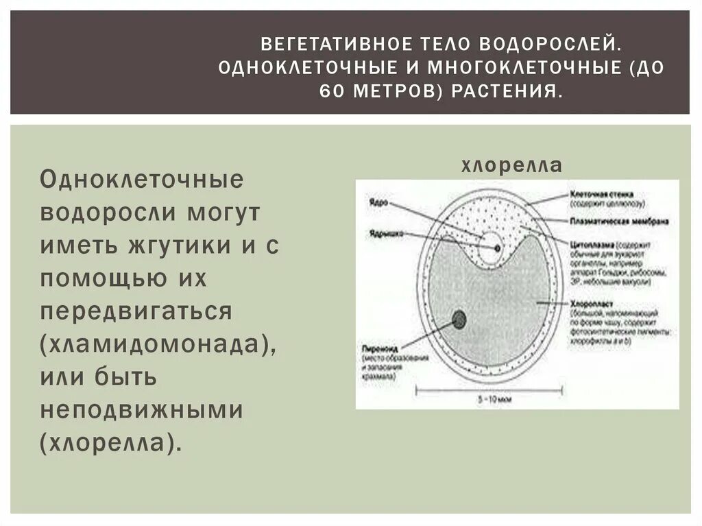 Вегетативное тело водоросли