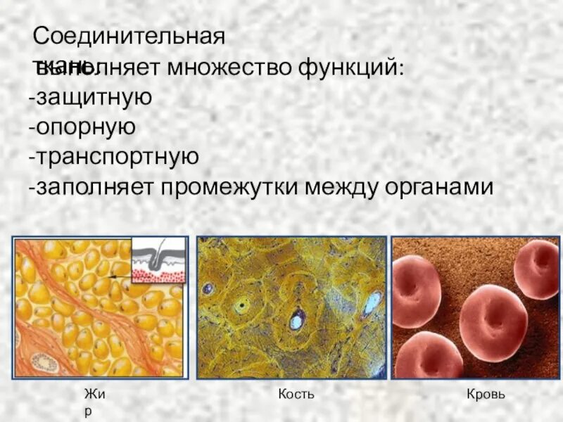 Ткань выполняющая опорную функцию организма. Соединительная ткань выполняет функцию. Соединительная ткань функции соединительная ткань функции. Соединительная ткань 5 класс биология. Функции соединительной ткани животных.