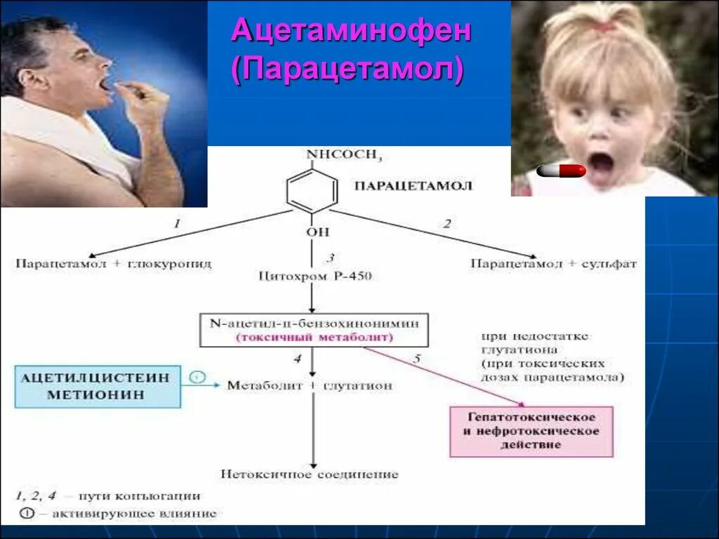 Влияние парацетамола на печень. Влияние парацетамола на печень. Парацетамол и алкоголь. Paracetamol hepatotoxic. Метаболизм парацетамола в печени.