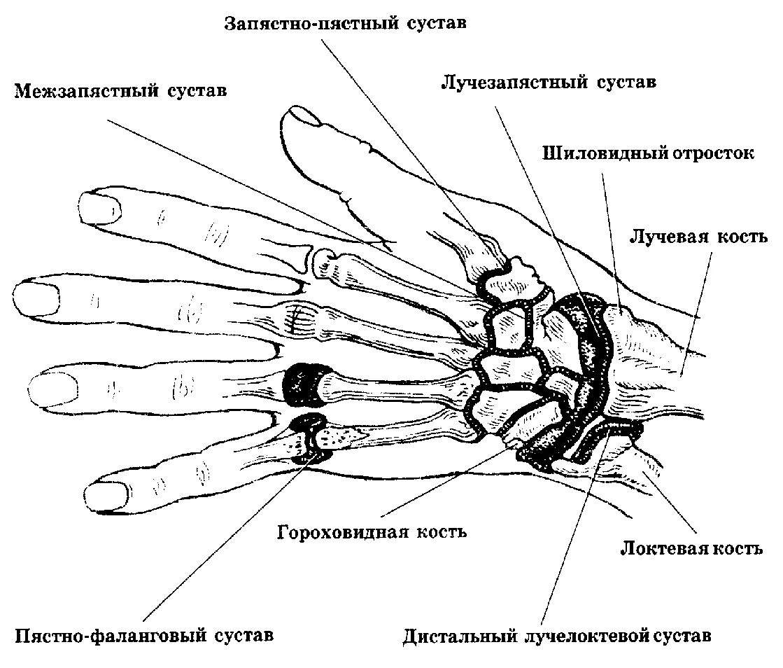 Запястно-пястный сустав. Запястно-пястный сустав 2 пальца. Анатомия костей кисти и лучезапястного сустава. Шиловидный отросток лучезапястного сустава. Кости в запястье руки