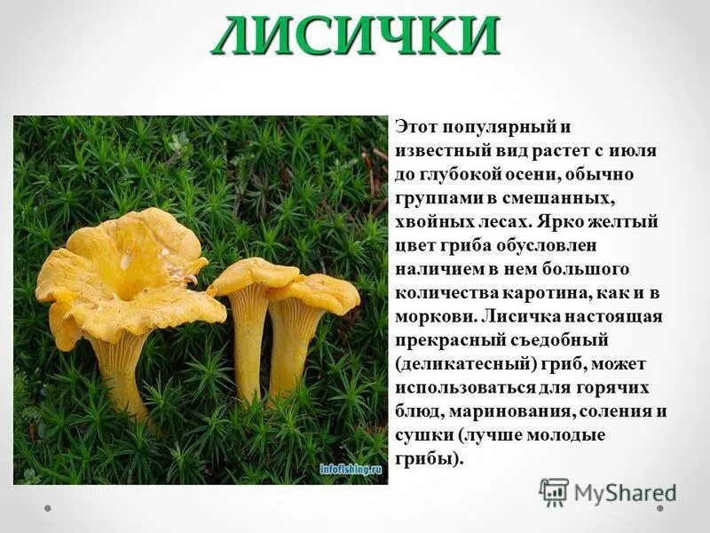 Сообщение о лисичках. Рассказ о грибе лисичка. сообщение о грибе лисичка 5 класс биология. сообщение о грибе лисичка 3 класс. гриб лисичка описание.