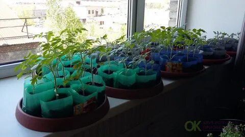 Рассада оптом от производителя