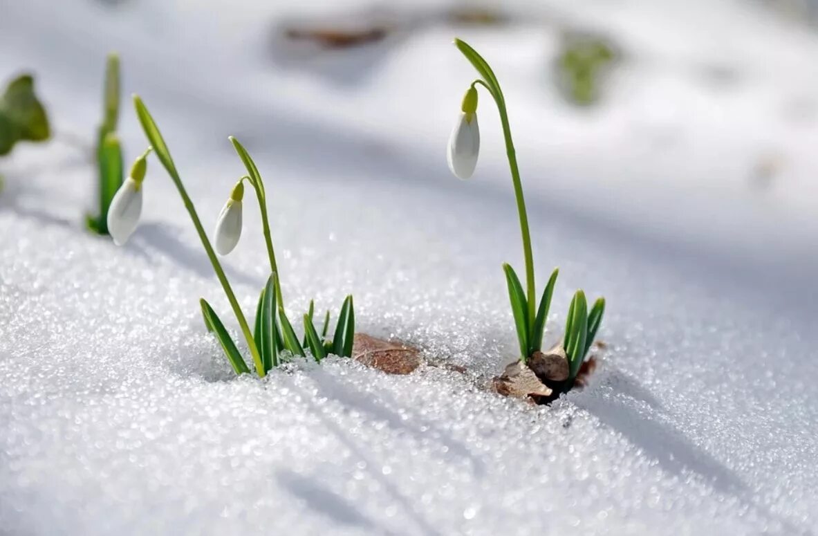 Spring проталины подснежники. Подснежник на проталинке. Пролески на снегу дзен рассказы