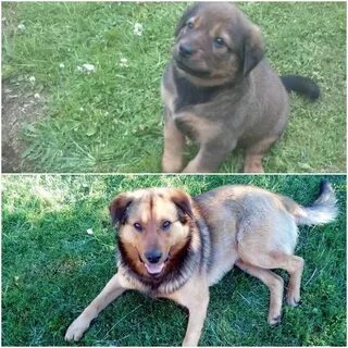 Будет ли расти dogs