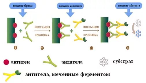 Схема постановки радиоиммунного метода. Радиоиммунный метод микробиология. Риа ифа. Риа ифа. Твердофазный риа радиоиммунный анализ.