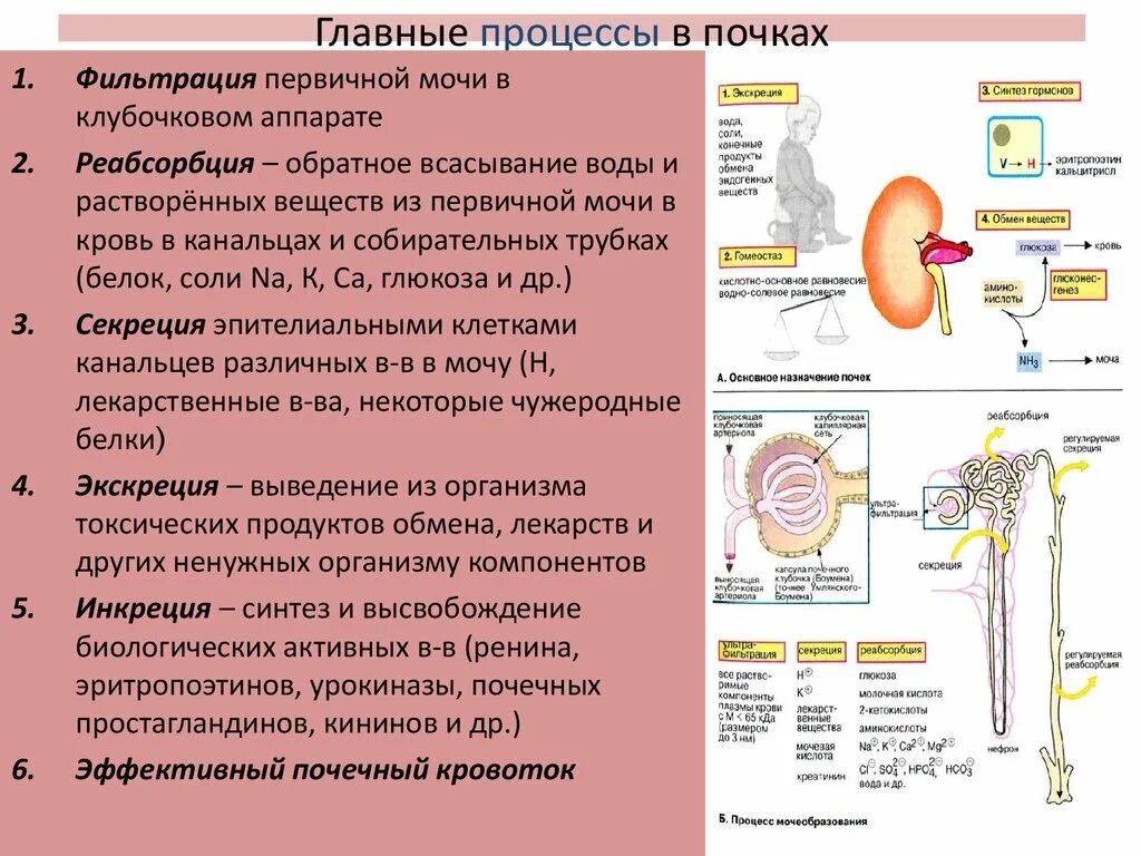 Функция почек фильтрация и реабсорбция. Процессы в почке фильтрация реабсорбция секреция. Механизмы фильтрации, реабсорбции в почках. Процесс фильтрации в почке происходит. Нефрон ультрафильтрация