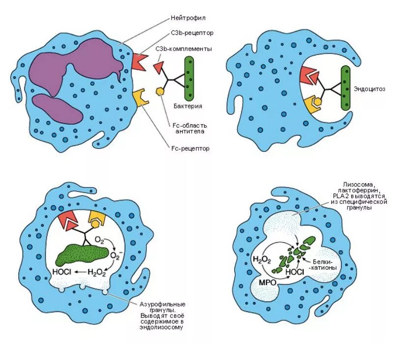 Схема фагоцитоза в иммунологии. Этапы фагоцитоза нейтрофилов. Клеточный фагоцитоз схема. Фагоцитоз лейкоцитов схема.