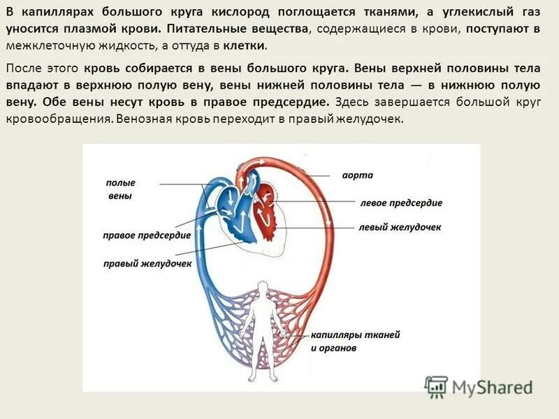 Малый легочный круг кровообращения схема. Большой круг кровообращения схема. Капилляры малого круга кровообращения располагаются. Капилляры малого круга кровообращения располагаются. Сосуды входящие в большой круг кровообращения:.