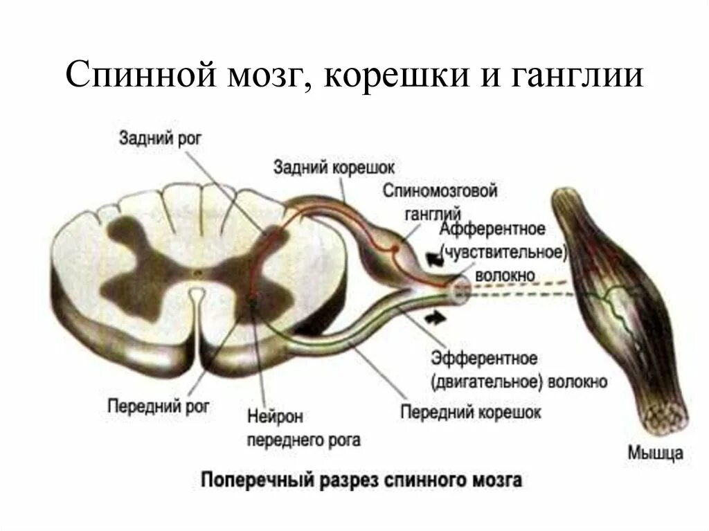 Какие нейроны в рогах спинного мозга. Задние корешки и передние корешки спинного мозга. Передние и задние рога сегментов спинного мозга. Задние корешки спинного мозга. Строение спинного мозга рога.