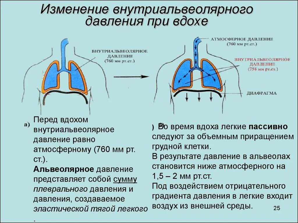 При глубоком вдохе усиливающихся. Болит сердце при вдохе и выдохе. болит сердце при вдохе причины. при вдохе и выдохе болит в области сердца. боль в области сердца при вдохе причины.