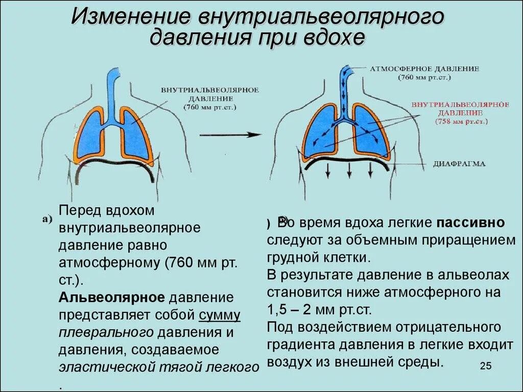 При вдохе болит левая сторона. Болит сердце при вдохе и выдохе. Болит сердце при вдохе причины. Боль в области сердца при вдохе причины. Колющая боль в области сердца при вздохе.