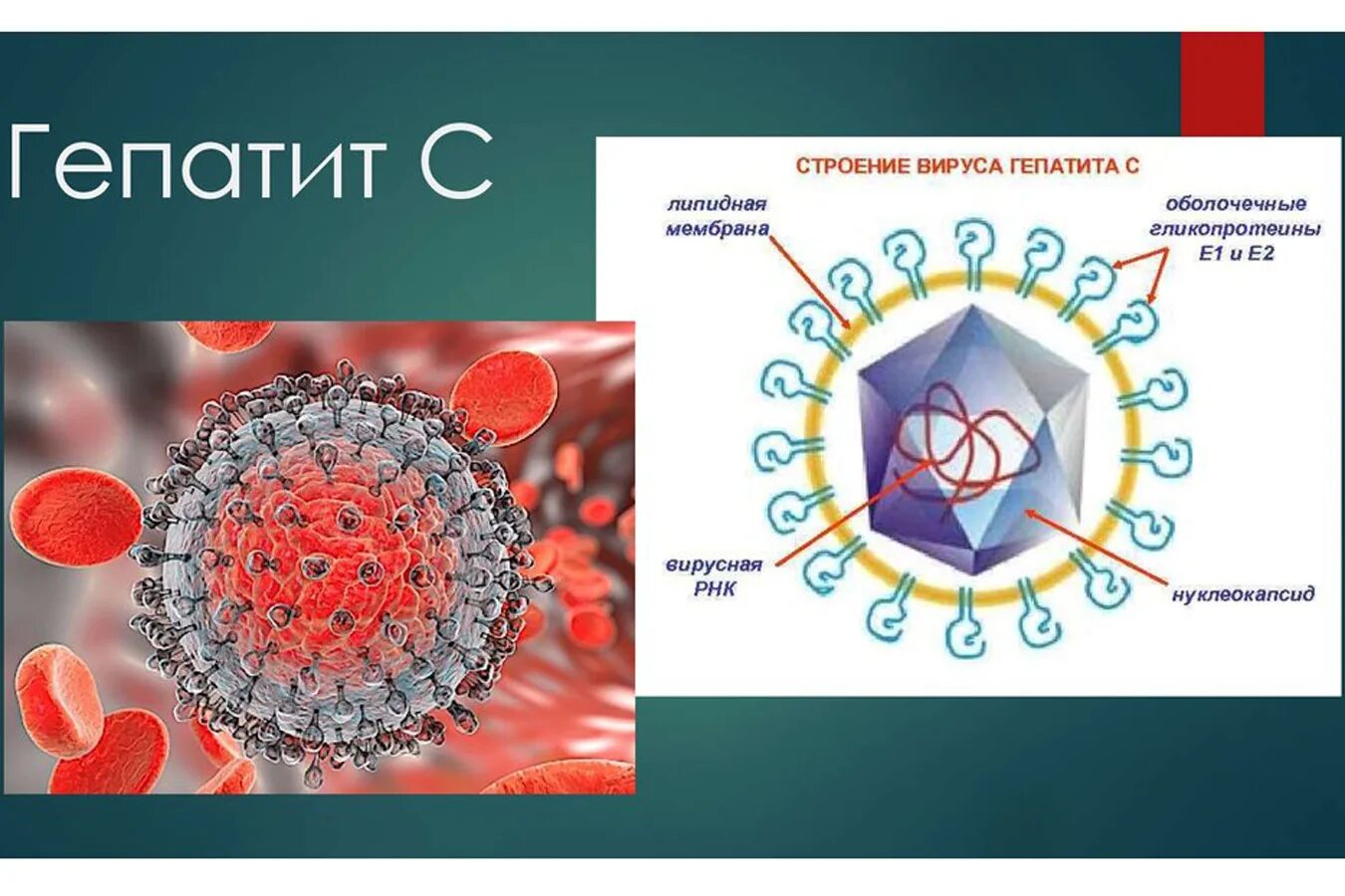 Гепатит вгс. Вирус гепатита а строение микробиология. Строение вируса гепатита в возбудитель. Строение вируса гепатита в. Строение вируса гепатита ц.