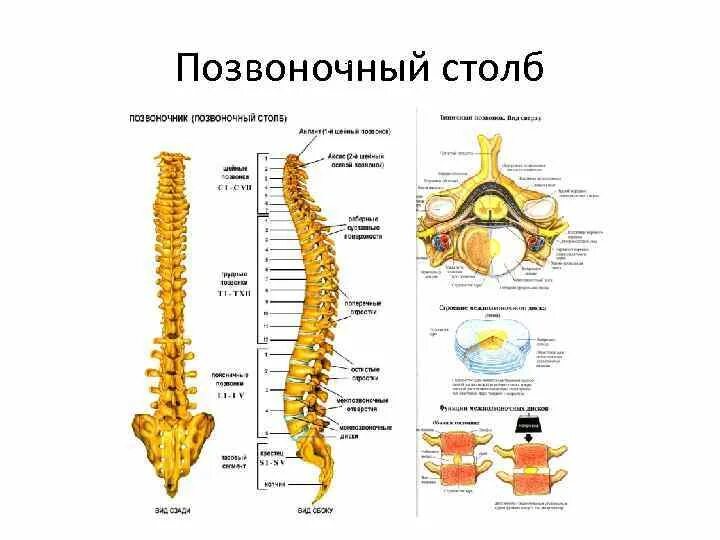 Анатомия позвоночника человека кости связки. Позвоночный столб. Суставы позвоночника человека. Позвоночный столб строение.