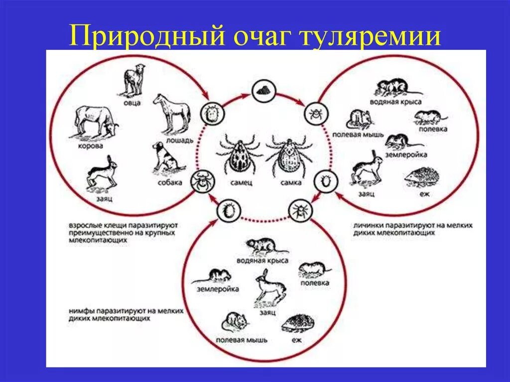 Туляремия цикл развития. Природные очаги туляремии. Схема передачи туляремии. Природный резервуар туляремии. Примеры природных очагов