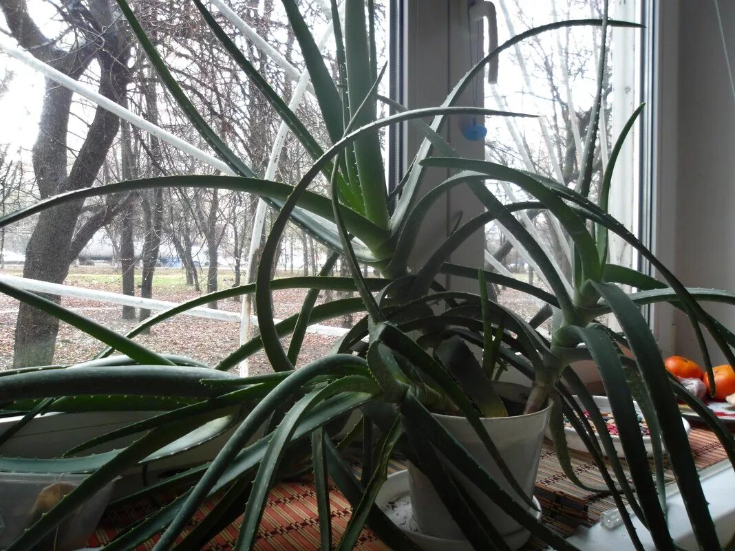 алоэ на подоконнике. алоэ древовидное (aloe arborescens). приземистое алоэ цветет. алоэ в горшке. алоэ на подоконнике.
