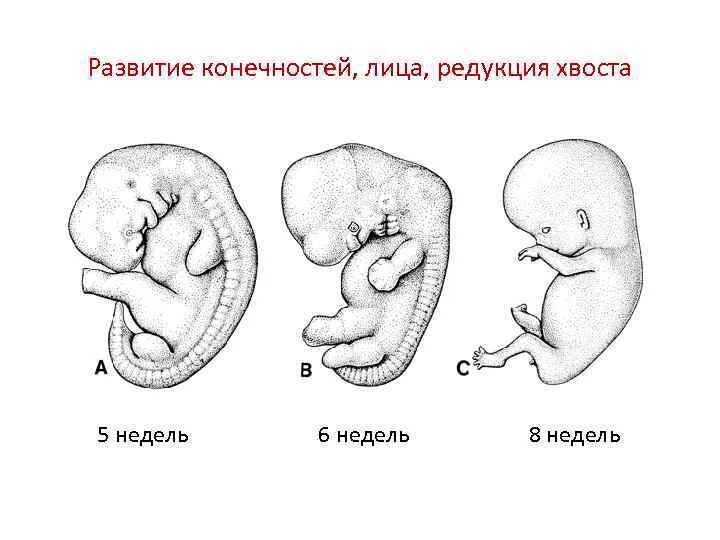 Формирование органов человека. Редукция хвоста человека. Формирование конечности эмбрион. Органогенез человека по неделям. Редукция конечностей.