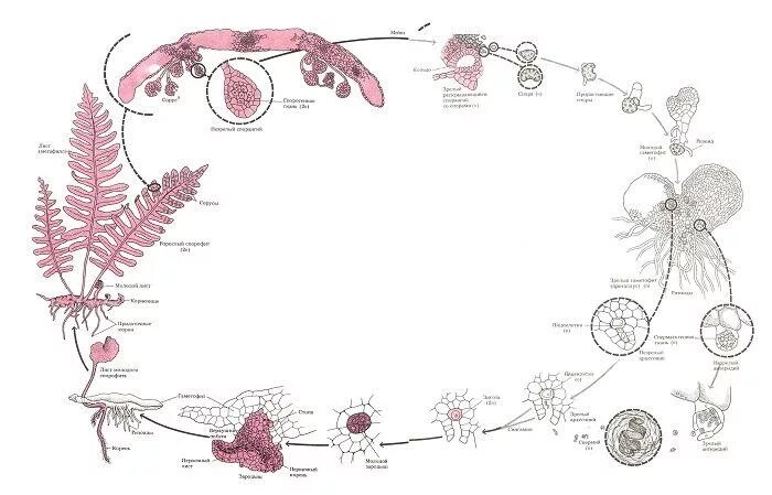 Чередование поколений происходит. Жизненный цикл папоротника голосеменных. Жизненный цикл папоротника схема. Чередование поколений у покрытосеменных схема. Жизненный цикл сосны.