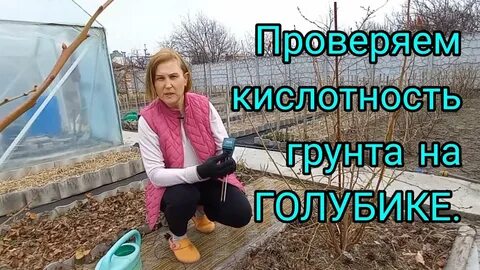 Чем подкармливать голубику весной для хорошего урожая